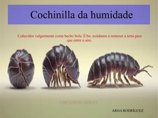 Cochinilla da humidade
Coñecidos vulgarmente coma becho bola. É bo, axúdanos a remexer a terra para
que entre o aire.
AROA RODRÍGUEZ
 
