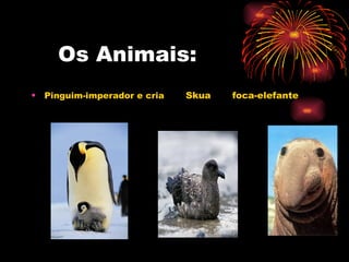 Os Animais: Pinguim-imperador e cria   Skua  foca-elefante  