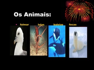 Os Animais: fulmar  lulas  baleias  focas 