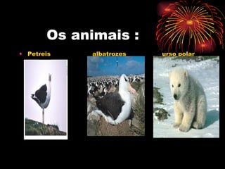 Os animais : Petreis  albatrozes  urso polar 