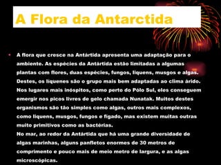 A Flora da Antarctida A flora que cresce na Antártida apresenta uma adaptação para o ambiente. As espécies da Antártida estão limitadas a algumas plantas com flores, duas espécies, fungos, liquens, musgos e algas. Destes, os líquenes são o grupo mais bem adaptadas ao clima árido. Nos lugares mais inóspitos, como perto do Pólo Sul, eles conseguem emergir nos picos livres de gelo chamada Nunatak. Muitos destes organismos são tão simples como algas, outros mais complexos, como liquens, musgos, fungos e fígado, mas existem muitas outras muito primitivos como as bactérias. No mar, ao redor da Antártida que há uma grande diversidade de algas marinhas, alguns panfletos enormes de 30 metros de comprimento e pouco mais de meio metro de largura, e as algas microscópicas.  