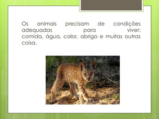 Os animais precisam de condições
adequadas para viver:
comida, água, calor, abrigo e muitas outras
coisa.
 