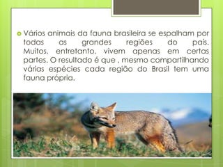  Vários animais da fauna brasileira se espalham por
todas as grandes regiões do país.
Muitos, entretanto, vivem apenas em certas
partes. O resultado é que , mesmo compartilhando
várias espécies cada região do Brasil tem uma
fauna própria.
 