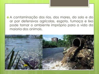  A contaminação dos rios, dos mares, do solo e do
ar por defensivos agrícolas, esgoto, fumaça e lixo
pode tornar o ambiente impróprio para a vida da
maioria dos animais.
 