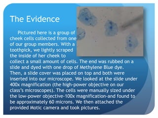 Toothpick Under Microscope Color Are Fruits and Vegetables Made of Cells? | PPTX