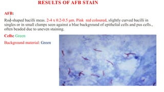 RESULTS OF AFB STAIN
AFB:
Rod-shaped bacilli meas. 2-4 x 0.2-0.5 μm. Pink red coloured, slightly curved bacilli in
singles or in small clumps seen against a blue background of epithelial cells and pus cells.,
often beaded due to uneven staining.
Cells: Green
Background material: Green
 