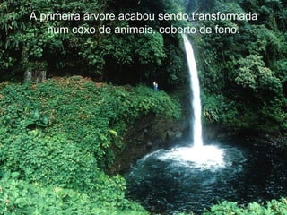 A primeira árvore acabou sendo transformada num coxo de animais, coberto de feno. 