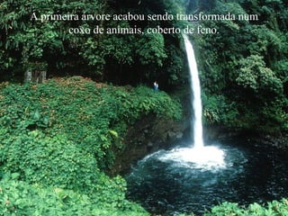 A primeira árvore acabou sendo transformada num
        coxo de animais, coberto de feno.
 