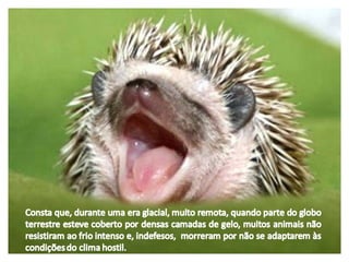 A fábula de porco espinho