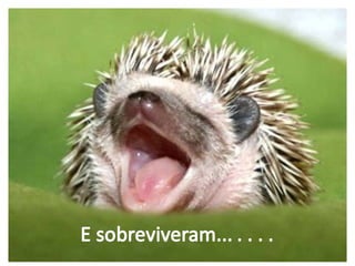 A fábula de porco espinho