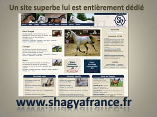 Un site superbe lui est entièrement dédiéwww.shagyafrance.fr