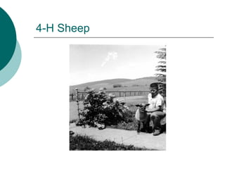4-H Sheep
 