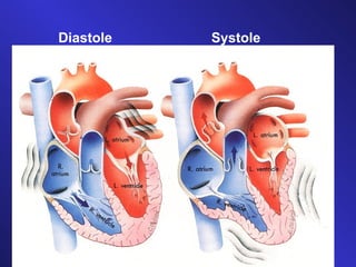 Diastole Systole 