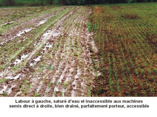 Fatale desertification