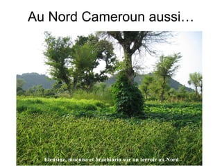 Fatale desertification