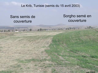 Fatale desertification