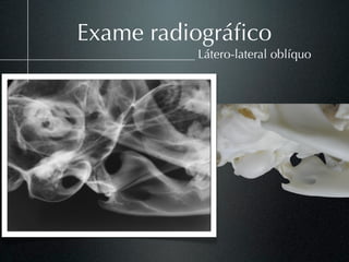 Exame radiográﬁco
          Látero-lateral oblíquo
 