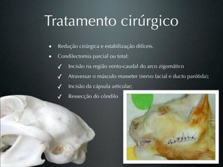 Tratamento cirúrgico
• Redução cirúrgica e estabilização difíceis.
• Condilectomia parcial ou total:
   ✓ Incisão na região vento-caudal do arco zigomático
   ✓ Atravessar o músculo masseter (nervo facial e ducto parótida);
   ✓ Incisão da cápsula articular;
   ✓ Ressecção do côndilo
 