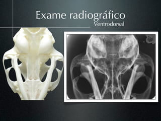 Exame radiográﬁco
           Ventrodorsal
 