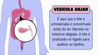 É aqui que a bile é
armazenada e concentrada
antes de ser liberada no
intestino delgado. A bile é
produzida no fígado para
quebrar os lipídios.
VESÍCULA BILIAR
 