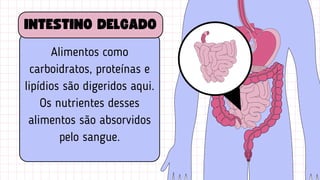 Alimentos como
carboidratos, proteínas e
lipídios são digeridos aqui.
Os nutrientes desses
alimentos são absorvidos
pelo sangue.
INTESTINO DELGADO
 