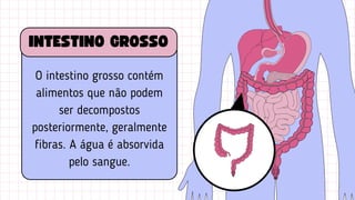 O intestino grosso contém
alimentos que não podem
ser decompostos
posteriormente, geralmente
fibras. A água é absorvida
pelo sangue.
INTESTINO GROSSO
 