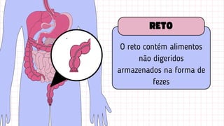 O reto contém alimentos
não digeridos
armazenados na forma de
fezes
RETO
 
