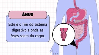 Este é o fim do sistema
digestivo e onde as
fezes saem do corpo.
ÂNUS
 