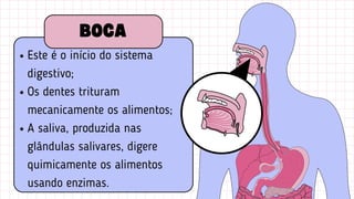 Este é o início do sistema
digestivo;
Os dentes trituram
mecanicamente os alimentos;
A saliva, produzida nas
glândulas salivares, digere
quimicamente os alimentos
usando enzimas.
BOCA
 