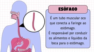 É um tubo muscular oco
que conecta a faringe ao
estômago.
É responsável por conduzir
os alimentos e líquidos da
boca para o estômago.
ESÔFAGO
 