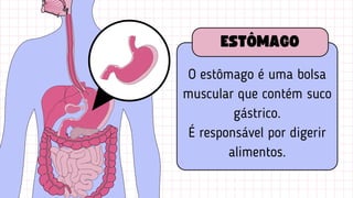 O estômago é uma bolsa
muscular que contém suco
gástrico.
É responsável por digerir
alimentos.
ESTÔMAGO
 