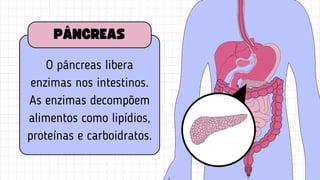 O pâncreas libera
enzimas nos intestinos.
As enzimas decompõem
alimentos como lipídios,
proteínas e carboidratos.
PÂNCREAS
 