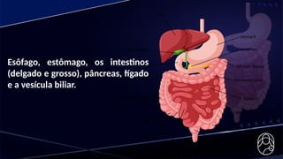 Esôfago, estômago, os intestinos
(delgado e grosso), pâncreas, fígado
e a vesícula biliar.
 