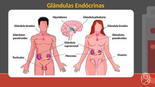 Glândulas Endócrinas
 