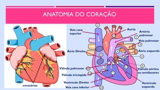 ANATOMIA DO CORAÇÃO
Veia cava
superior
Veia cava inferior
Átrio Direito
Ventrículo Direito
Aorta
Válvula tricúspide
Átrio esquerdo
Ventrículo
esquerdo
Válvula pulmonar Válvula aórtica
ou semilunares
Veia pulmonar
Artéria
pulmonar
coronárias
 