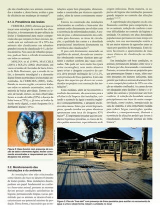 talações sejam bem planejadas, dimensionadas e construídas por técnicos especializados, além de serem corretamente manejadas15.
Fatores na construção das instalações
relacionados ao conforto e bem-estar dos
animais estão diretamente envolvidos com
a ocorrência de enfermidades podais. A textura do piso, o dimensionamento dos cubículos para descanso, as áreas de circulação, a qualidade das camas e a densidade
populacional interferem diretamente na
ocorrência das claudicações29.
O piso está diretamente associado ao
equilíbrio do animal, devendo ser construído obedecendo normas técnicas para garantir o melhor conforto das vacas confinadas. Não pode ser nem muito liso (para
evitar escorregões), nem muito abrasivo
(para evitar o desgaste excessivo do casco), deve possuir inclinação de 1,5 a 2%,
com presença de frisos paralelos. Estes são
alguns dos aspectos que devem ser considerados no projeto e na construção das instalações15.
Estas medidas, além de favorecerem o
conforto dos animais, são essenciais para a
eficiência da limpeza das instalações, evitando o acumulo de água e matéria orgânica e consequentemente, o desgaste excessivo dos cascos. Estes, por serem higroscópicos, quando úmidos em pisos abrasivos
apresentam uma taxa de desgaste 83%
maior29. É importante ressaltar que em condições higiênicas precárias, os riscos de lesões podais aumentam, especialmente as de

ção das claudicações nos animais examinados e tratados e, desta forma, avaliar o grau
de eficiência nas mudanças do manejo29.

FONTE: FERREIRA ET AL, 2002

2.1.3. Prevalência das lesões
FERREIRA (2003) afirmou que para se
traçar uma estratégia de controle das claudicações, o levantamento da prevalência de
lesões é fundamental para maior compreensão das que estejam em fases iniciais, devendo esta ser realizada em 10 a 20% dos
animais não claudicantes em rebanhos
grandes (escore de claudicação 0-1), de forma aleatória. Nos casos de rebanhos pequenos, pode-se fazer o referido levantamento
em todos os animais.
MOLINA et al (1999), MAUCHLE
(2001) e SOUZA (2002) observaram, em
vacas oriundas de fazendas da bacia leiteira de Belo Horizonte, que a erosão de talão, a dermatite interdigital e a dermatite
digital foram as principais lesões podais encontradas. Já FERREIRA (2003), trabalhando na mesma região, encontrou lesões
em todos os animais examinados, sendo a
maioria de baixa gravidade. Dentre as lesões de tecido córneo, as mais observadas
foram a erosão de talão (93%) e doença da
linha branca (73%), e, já entre as lesões de
tecido mole digital, a mais frequente foi a
dermatite digital (44%).

origem infecciosa. Desta maneira, os aspectos de higiene das instalações possuem
grande impacto no controle das afecções
podais9,16,23,30.
A superlotação dos piquetes ou do confinamento contribui para competições entre os animais, redução do conforto e maiores dificuldades no controle da higiene e
umidade. Os animais em altas densidades
populacionais permanecem mais tempo em
estação, tem sua movimentação restrita e
há um maior número de agressões entre as
vacas por questões de hierarquia. Estes fatores favorecem o aparecimento de mais
casos clínicos de claudicação no rebanho3,25,29.
Em instalações sob boas condições, os
animais permanecem deitados entre nove e
14 horas por dia, descansando e ruminando.
Portanto, as camas devem ser projetadas para
que permaneçam limpas e secas, além estarem presentes em número suficiente, para
garantir que todos os animais descansem bem
e sem competições (sobra de 10% em relação ao rebanho confinado). As camas devem
ser adequadas para facilitar o deitar e o levantar dos animais e proporcionar um bom
conforto. A redução da densidade animal,
principalmente nas áreas de maior competitividade, como cochos, entrada/saída da
sala de ordenha, é uma importante medida
para reduzir brigas, escorregões, quedas,
abrasões e, consequentemente, diminuir a
ocorrência de afecções podais que levem à
claudicação, sobretudo doença da linha
branca29.

Figura 2: Caso bovino com presença de erosão de talão e dermatite digital, lesões comumente encontradas e responsáveis por claudicações nos animais
.....................................................................

2.2. Monitoramento das
instalações e do ambiente
As instalações têm sido relacionadas
como fatores de risco no desenvolvimento
de lesões podais. Boas instalações desempenham um papel fundamental no conforto e bem-estar animal, portanto as mesmas
devem possuir condições satisfatórias de
higiene, permanecendo limpas e secas, permitindo que os animais se desenvolvam e
exteriorizem seu potencial máximo de produção. Dessa forma, é necessário que as ins-

Figura 3: Piso de “free stall” com presença de frisos paralelos para auxiliar no escoamento de
água e urina e desta forma reduzir a umidade no local

 