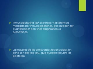    Inmunoglobulina (IgA secretora) y la sistémica
    mediada por inmunoglobulinas, que pueden ser
    cuantificadas con fines diagnósticos o
    pronósticos.




   La mayoría de los anticuerpos reconocibles en
    orina son del tipo IgG, que pueden recubrir las
    bacterias.
 
