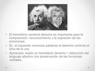 • El hemisferio cerebral derecho es importante para la
comprensión, reconocimiento y la expresión de las
emociones.
• Ej.: el izquierdo reconoce palabras el derecho controla el
tono de la voz.
• Aprosodia: lesión en hemisferio derecho = disfunción del
lenguaje afectivo con preservación de las funciones
verbales.
 