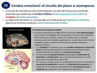 Cerebro emocional: el circuito del placer o recompensa
20
• El circuito de recompensa está conformado por una serie de formaciones cerebrales
profundas que conforman el cerebro límbico: el área tegmental ventral (ATV), la
amigdala y el núcleo accumbens.
• La experiencia del placer se corresponde con la liberación de dopamina y serotonina,
algunas de las tantas sustancias neuro-trasmisoras del cerebro.
El circuito de recompensa cerebral
1. El estímulo avanza hacia el ATV, donde comienza el ciclo dopaminérgico,
hasta arribar a la amígdala. Allí es evaluado en términos de su potencial
de transformarse en placer o dolor. En el último caso, el estímulo
doloroso puede ser rechazado y guardado en nuestro banco de memoria
amigdalino, para no repetir acciones que nos puedan enfrentar a
estímulos similares.
2. Si la amígdala lo interpreta como una posible recompensa o fuente de
placer, la información seguirá su camino hasta el principal centro
cerebral liberador de dopamina: el núcleo accumbens.
3. Este proceso de anticipo del placer desencadena la liberación de
adrenalina y noradrenalina, dos sustancias que impulsan la acción
para alcanzar la experiencia placentera.
4. Si la acción es exitosa, junto con la experiencia del placer se produce la
sensación de satisfacción, basada en la liberación de serotonina. La
serotonina es la sustancia responsable de las sensaciones de paz y
relajación que sobreviven a las experiencias placenteras.
 