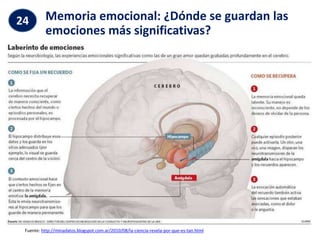 Memoria emocional: ¿Dónde se guardan las
emociones más significativas?
24
Fuente: http://minadatos.blogspot.com.ar/2010/08/la-ciencia-revela-por-que-es-tan.html
 