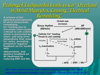 A schema of theA schema of the
potential pathogenesispotential pathogenesis
of atrial tachycardiaof atrial tachycardia
remodeling.remodeling.
CaCa2+2+
loading due toloading due to
increased rates causesincreased rates causes
a threat to cell viability,a threat to cell viability,
which is prevented bywhich is prevented by
short- and long-termshort- and long-term
adaptations that reduceadaptations that reduce
CaCa2+2+
entry, providingentry, providing
protective negativeprotective negative
feedback on Cafeedback on Ca2+2+
loading,loading,
APDAPD
abbreviation, andabbreviation, and
positive feedback onpositive feedback on
AF likelihood byAF likelihood by
reducing ERP and WL.reducing ERP and WL.
Sinus rhythm
(60/min)
AF
(400-600/min)
10-fold rate
increase
Cellular Ca2+
loading
Threat to cell viability
minutes hours-days
ICa inactivation
↓ ICa mRNA
↓ ICa protein
Prolonged Tachycardia Leads to CaProlonged Tachycardia Leads to Ca2+2+
OverloadOverload
in Atrial Myocytes, Causing “Electricalin Atrial Myocytes, Causing “Electrical
Remodeling”Remodeling”
↓ ICa ↓ ICa
APD = action potential duration; ERP = effective refractory period; WL = wavelength.
Adapted from Shiroshita-Takeshita A, et al. J Interv Card Electrophysiol. 2005;13:181-193.
↓ APD
−
↓ ERP, ↓ WL
+
 