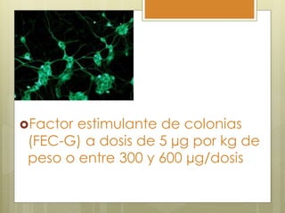 Factor estimulante de colonias
 (FEC-G) a dosis de 5 µg por kg de
 peso o entre 300 y 600 µg/dosis
 