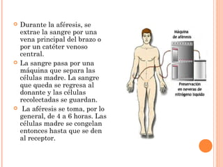    Durante la aféresis, se
    extrae la sangre por una
    vena principal del brazo o
    por un catéter venoso
    central.
   La sangre pasa por una
    máquina que separa las
    células madre. La sangre
    que queda se regresa al
    donante y las células
    recolectadas se guardan.
    La aféresis se toma, por lo
    general, de 4 a 6 horas. Las
    células madre se congelan
    entonces hasta que se den
    al receptor.
 
