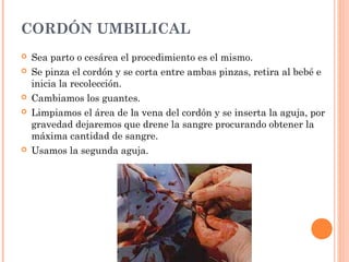 CORDÓN UMBILICAL
   Sea parto o cesárea el procedimiento es el mismo.
   Se pinza el cordón y se corta entre ambas pinzas, retira al bebé e
    inicia la recolección.
   Cambiamos los guantes.
   Limpiamos el área de la vena del cordón y se inserta la aguja, por
    gravedad dejaremos que drene la sangre procurando obtener la
    máxima cantidad de sangre.
   Usamos la segunda aguja.
 