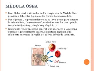 MÉDULA ÓSEA
   Las células madre utilizadas en los trasplantes de Médula Ósea
    provienen del centro líquido de los huesos llamado médula.
   Por lo general, el procedimiento que se lleva a cabo para obtener
    la médula ósea, “la recolección”, es similar para los tres tipos de
    trasplantes (autólogo, singénico y alogénico ).
   El donante recibe anestesia general, que adormece a la persona
    durante el procedimiento entero, o anestesia regional, que
    solamente adormece la región del cuerpo debajo de la cintura.
 