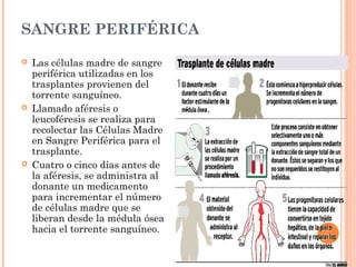 SANGRE PERIFÉRICA

   Las células madre de sangre
    periférica utilizadas en los
    trasplantes provienen del
    torrente sanguíneo.
   Llamado aféresis o
    leucoféresis se realiza para
    recolectar las Células Madre
    en Sangre Periférica para el
    trasplante.
   Cuatro o cinco días antes de
    la aféresis, se administra al
    donante un medicamento
    para incrementar el número
    de células madre que se
    liberan desde la médula ósea
    hacia el torrente sanguíneo.
 