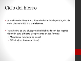 Ciclo del hierro
• Absorbido de alimentos o liberado desde los depósitos, circula
en el plasma unido a la transferrina.
• Transferrina es una glucoproteína bilobulada con dos lugares
de unión para el hierro y se presenta en dos formas:
• Monoférrica (un átomo de hierro)
• Diférrica (dos átomos de hierro)

 