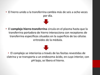 • El hierro unido a la transferrina cambia más de seis a ocho veces
por día.

• El complejo hierro-transferrina circula en el plasma hasta que la
transferrina portadora de hierro interacciona con receptores de
transferrina específicos situados en la superficie de las células
eritroides de la médula.

• El complejo se interioriza a través de las fositas revestidas de
clatrina y se transporta a un endosoma ácido, en cuyo interior, con
pH bajo, se libera el hierro.

 