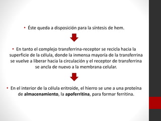 • Éste queda a disposición para la síntesis de hem.

• En tanto el complejo transferrina-receptor se recicla hacia la
superficie de la célula, donde la inmensa mayoría de la transferrina
se vuelve a liberar hacia la circulación y el receptor de transferrina
se ancla de nuevo a la membrana celular.

• En el interior de la célula eritroide, el hierro se une a una proteína
de almacenamiento, la apoferritina, para formar ferritina.

 