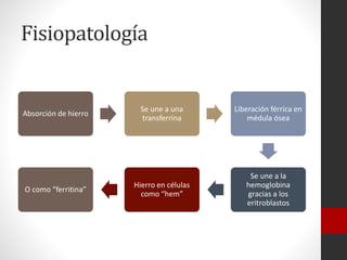 Fisiopatología

Absorción de hierro

O como “ferritina”

Se une a una
transferrina

Liberación férrica en
médula ósea

Hierro en células
como “hem”

Se une a la
hemoglobina
gracias a los
eritroblastos

 